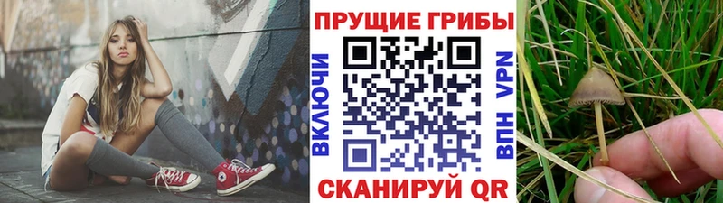 Купить закладки Татарск Псилоцибиновые грибы Magic Shrooms